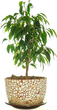 Ficus benjamina - Weeping Fig