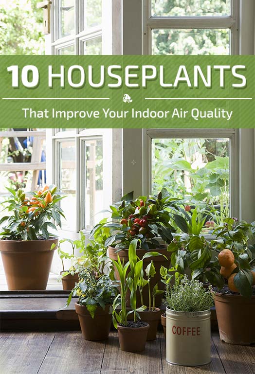 10 Houseplants that Improve Indoor Air Quality