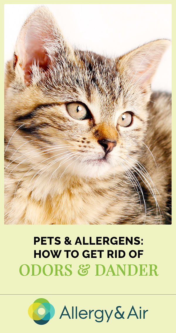 Pets & Allergens - How to Get Rid of Odors and Dander