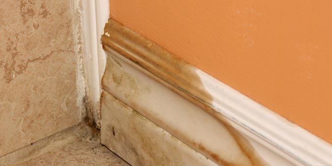 Do Air Purifiers Prevent Mold?