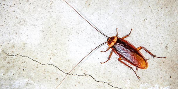 how cockroaches can make you sick :: allergyandair
