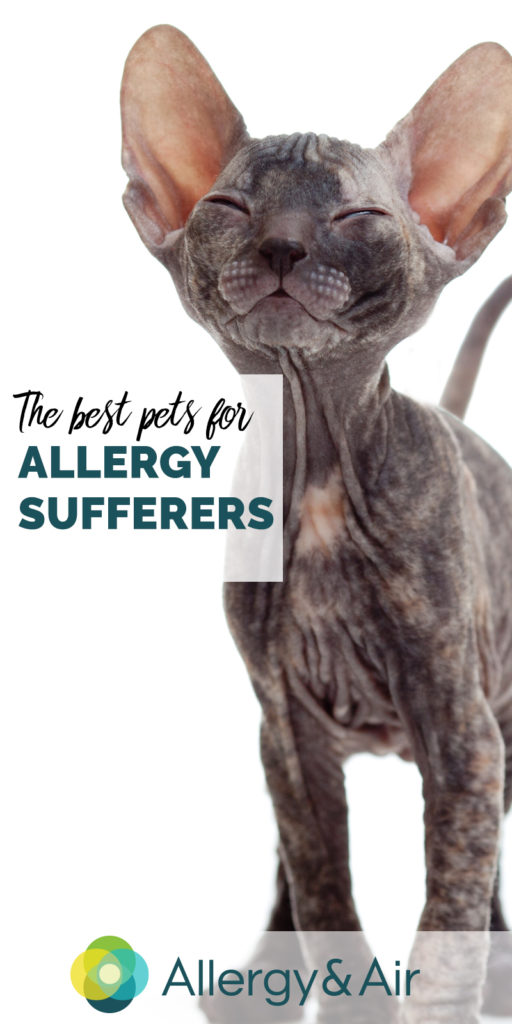 The Best Pets for Allergy Sufferers - Hypoallergenic Cat