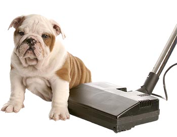 Dog Sitting on Vacuum Cleaner