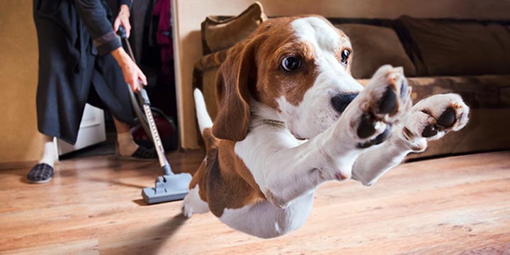 5 Considerations When Buying a Pet Vacuum Cleaner