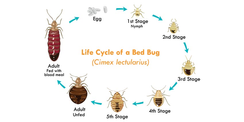 The Life Cycle Of Bed Bugs Allergy Air, Do Bed Bugs Live In Rugs