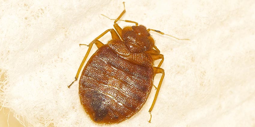 Bed Bugs 101 Characteristics Of These Tiny Mites