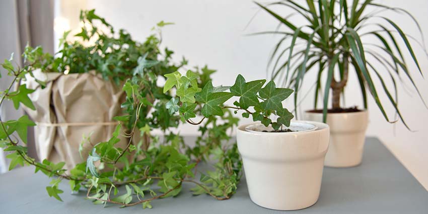 How English Ivy Helps Reduce Mold In Your Home,Anniversary Ideas For Him At Home